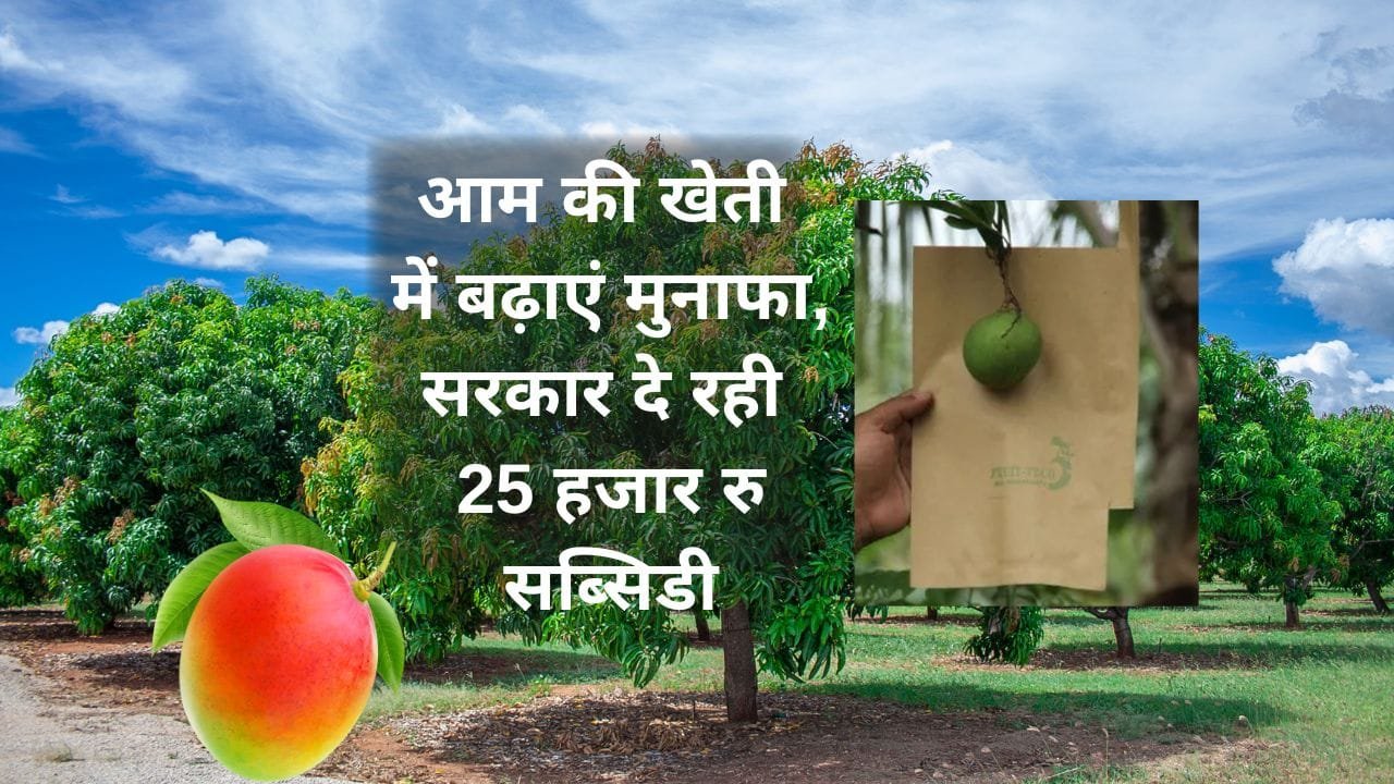 उत्तर प्रदेश सरकार द्वारा अगर आम की खेती करने वाले किसानों को बैगिंग पर अनुदान