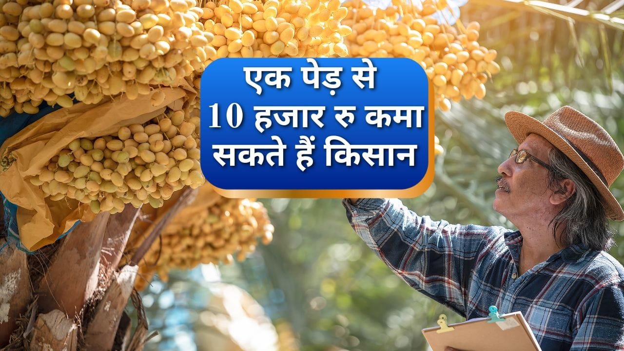 खजूर की जैविक खेती