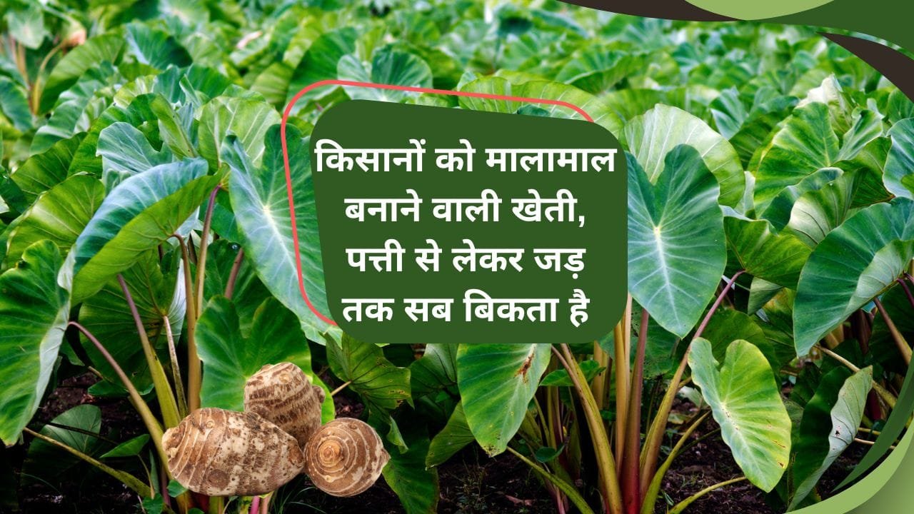Arbi ki kheti