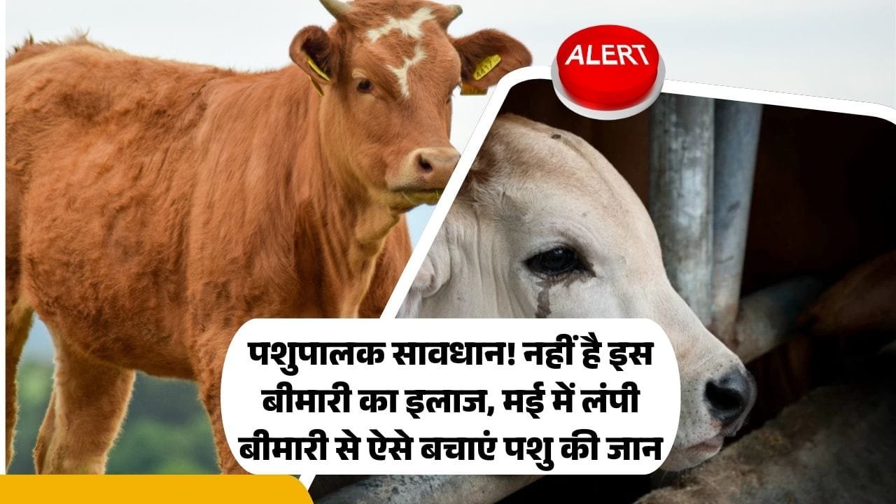 मई महीने में लंपी बीमारी का खतरा