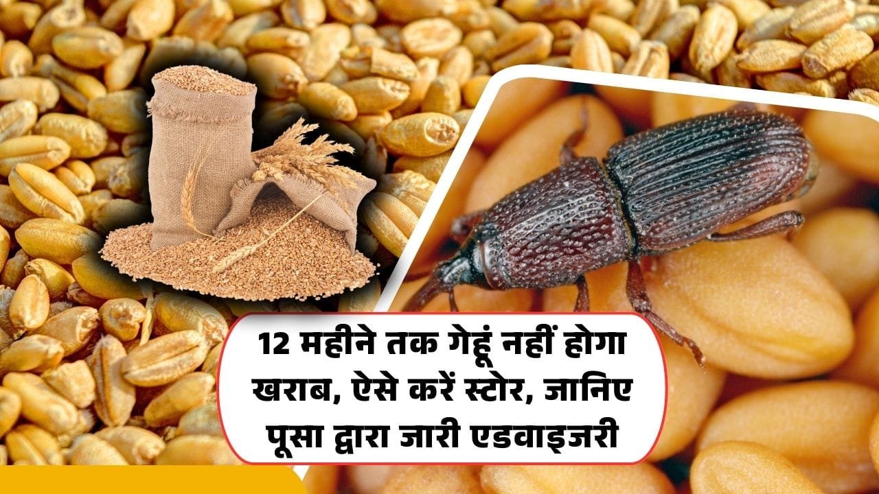 गेहूं को घुन से कैसे बचाएं