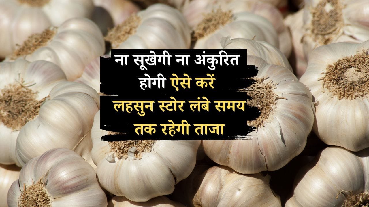 लहसुन स्टोर कैसे करें