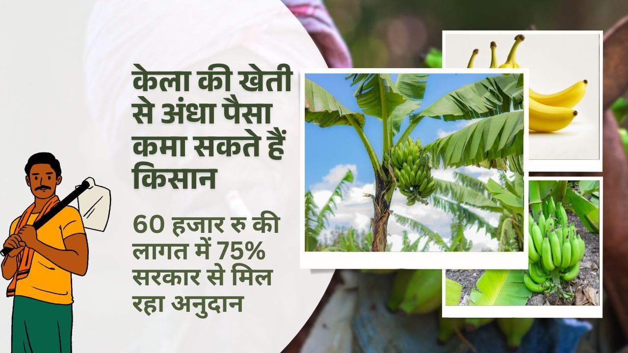 केला की खेती के लिए अनुदान