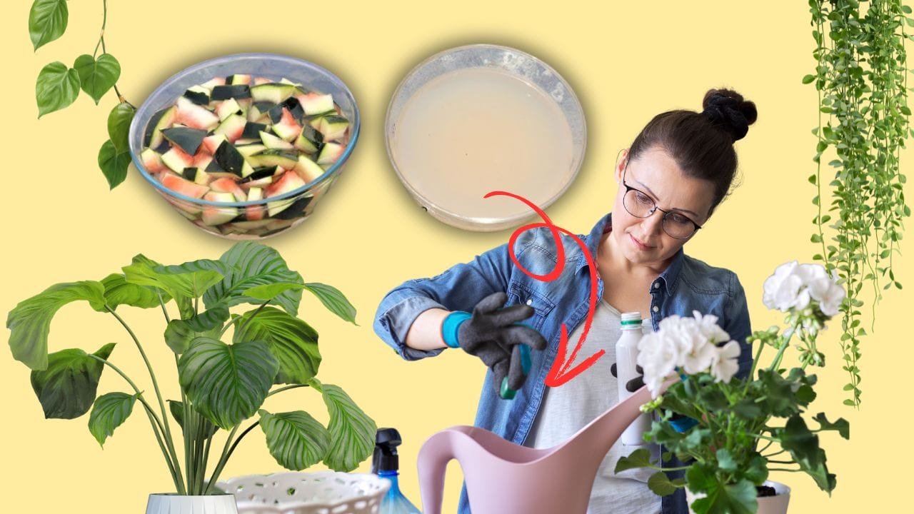 तरबूज के छिलके की खाद के फायदे