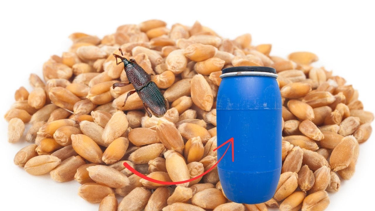 गेंहू भंडारण करते समय यह सफेद चीज मिलाएं