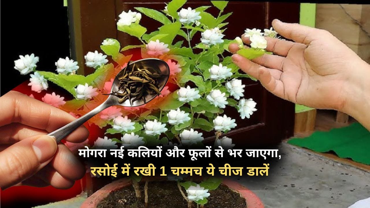 गर्मी में मोगरा