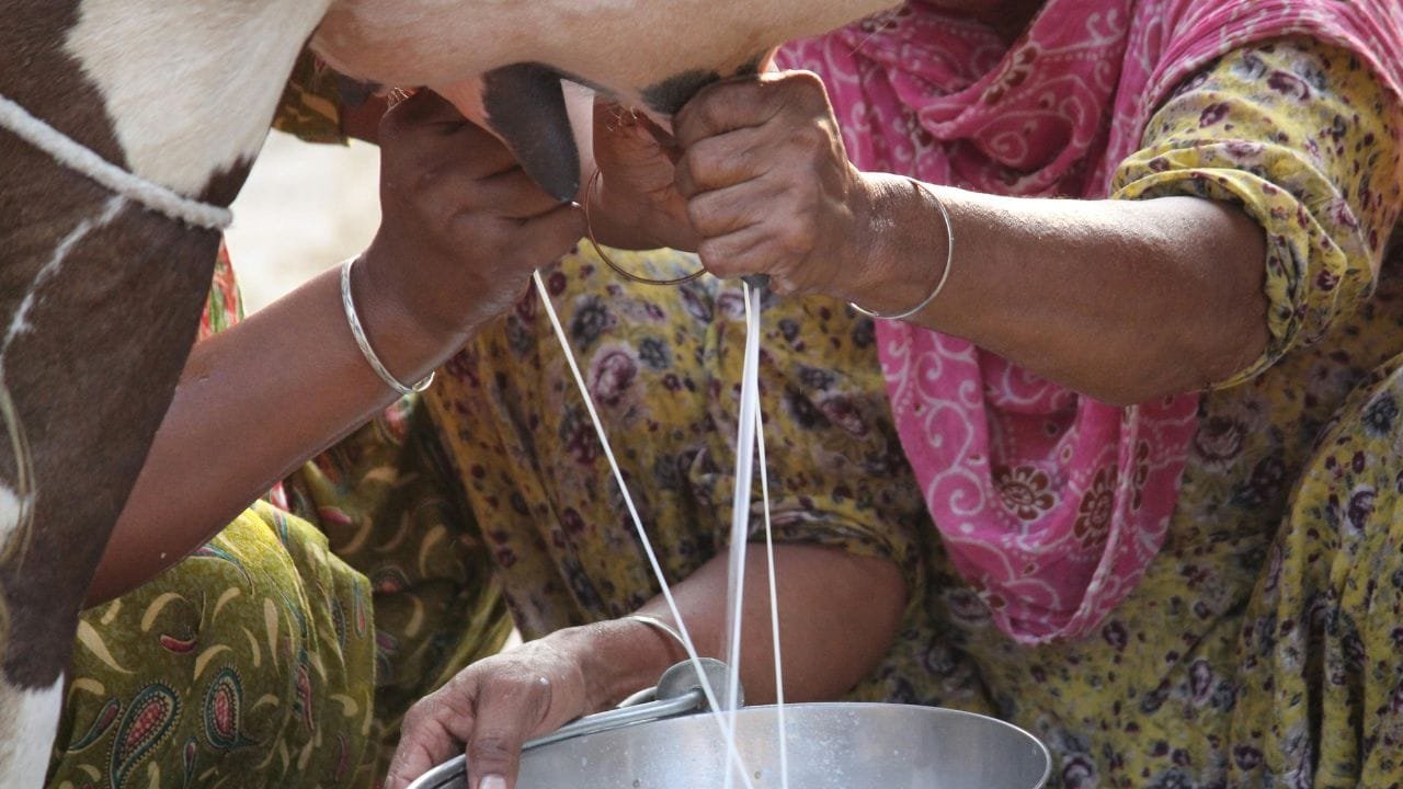 रसोई में रखी ये 2 चीज बढ़ाती है पशुओं का दूध