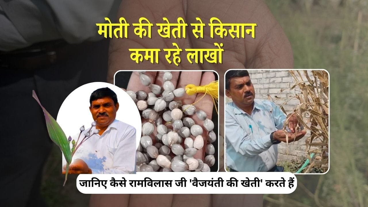 वैजयंती की खेती