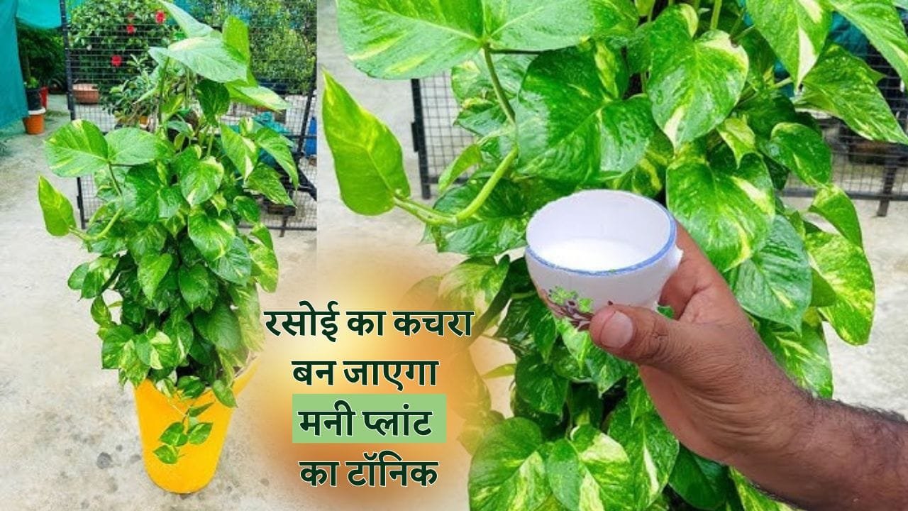 रसोई में रखी ये 2 चीज मनी प्लांट में डालें