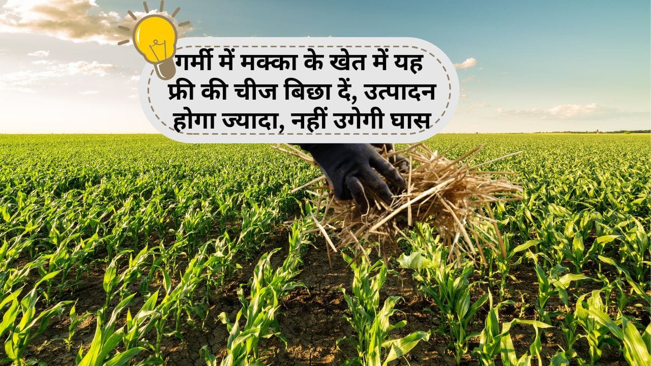 धान की पुआल की मल्चिंग