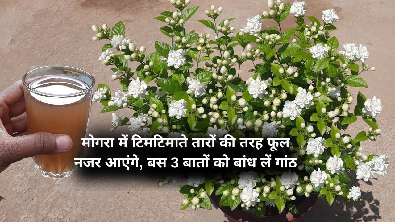 मोगरा में इन बातों का रखे ध्यान