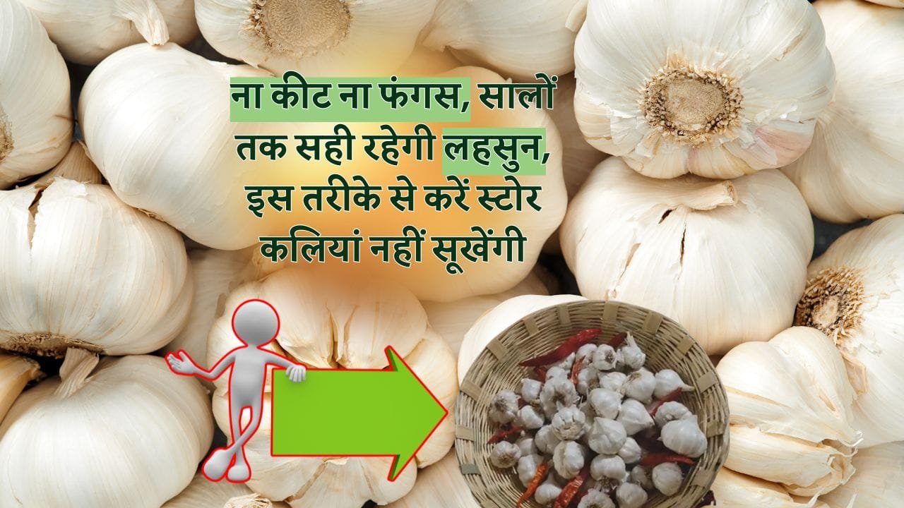 लहसुन स्टोर करने का जुगाड़