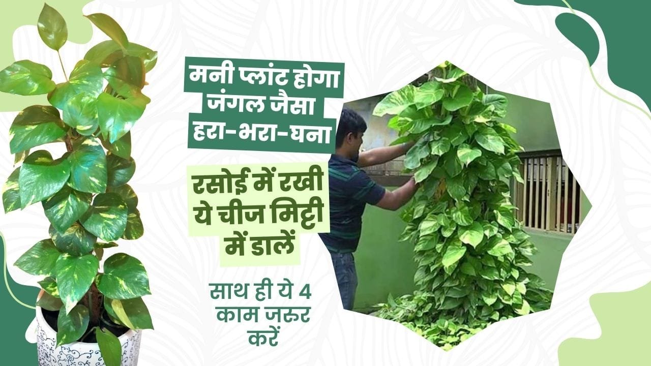 मनी प्लांट के लिए जरूरी बातें