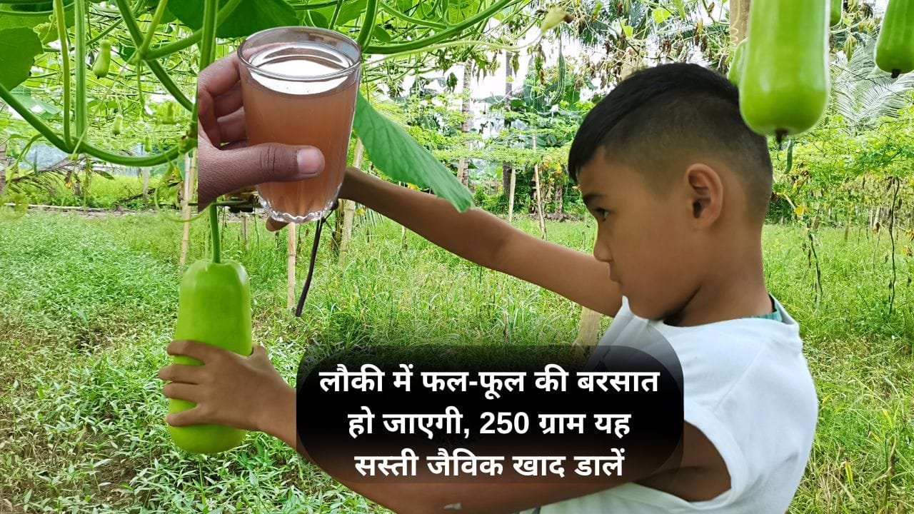 लौकी के लिए खाद