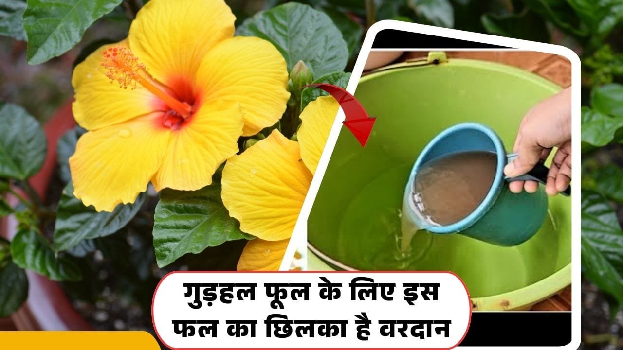 गुड़हल के लिए फल के छिलके की खाद