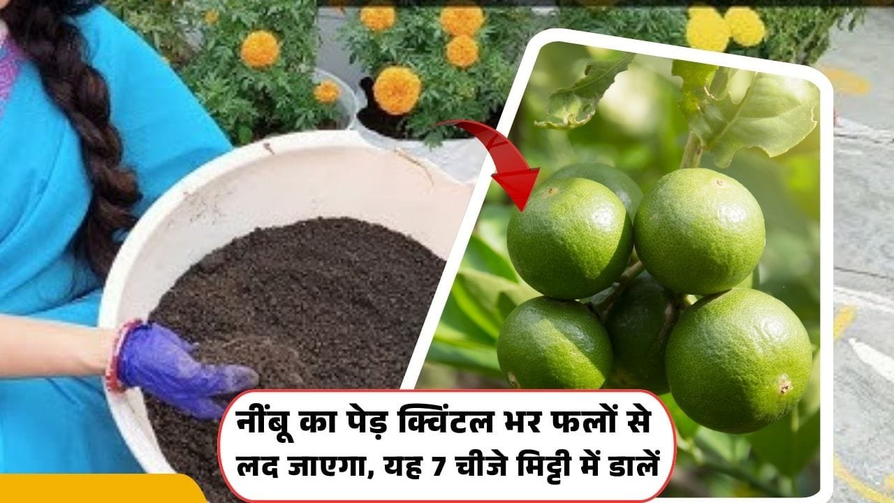 नींबू के लिए यह 7 खाद