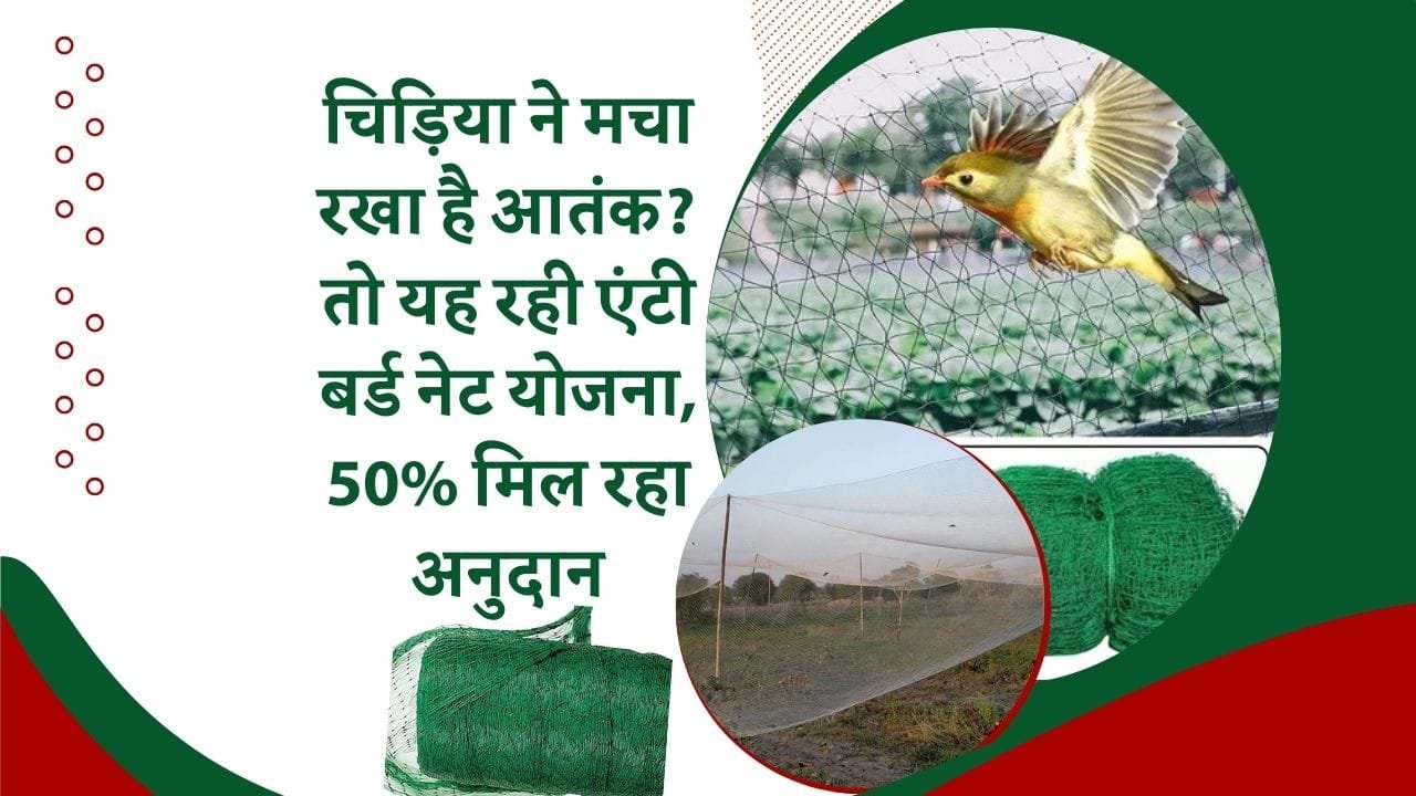 एंटी बर्ड नेट योजना के तहत प्लास्टिक टनल लगाने के लिए 50% सब्सिडी
