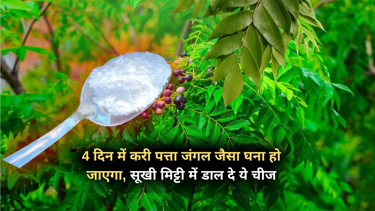 करी पत्ता के लिए खाद