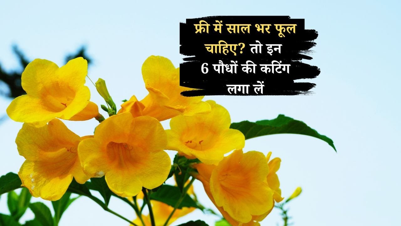 इन 6 पौधों की कटिंग लगाएं फूल-ही-फूल होंगे