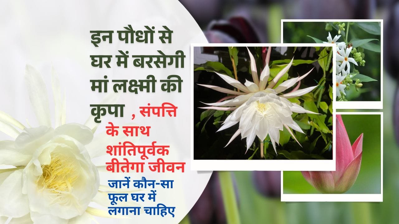 कौन-सा फूल घर में लगाना चाहिए