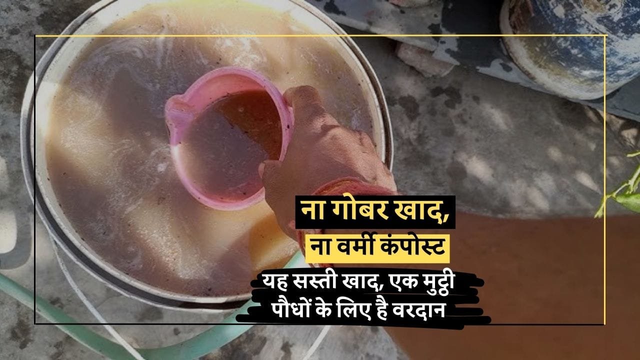 सरसों के खली की खाद