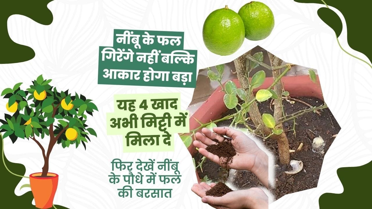 नींबू की मिट्टी में डालें ये खाद