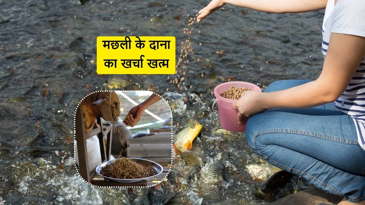 मछली के दाने के खर्चे को खत्म करने के लिए खुद मछली का दाना बना सकते हैं