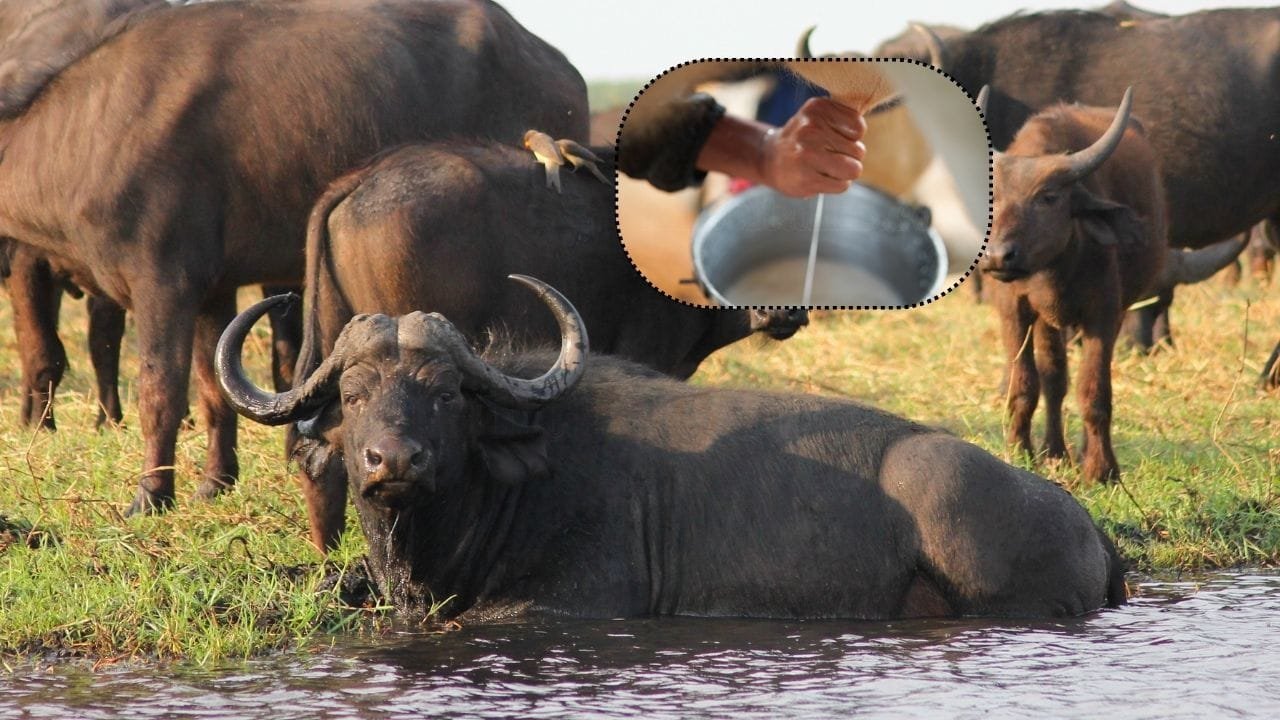 गर्मी में पशुओं की देखभाल