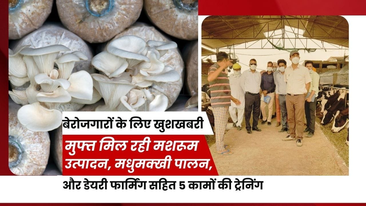 मशरूम उत्पादन तकनीकी, डेरी फार्मिंग, मधुमक्खी पालन