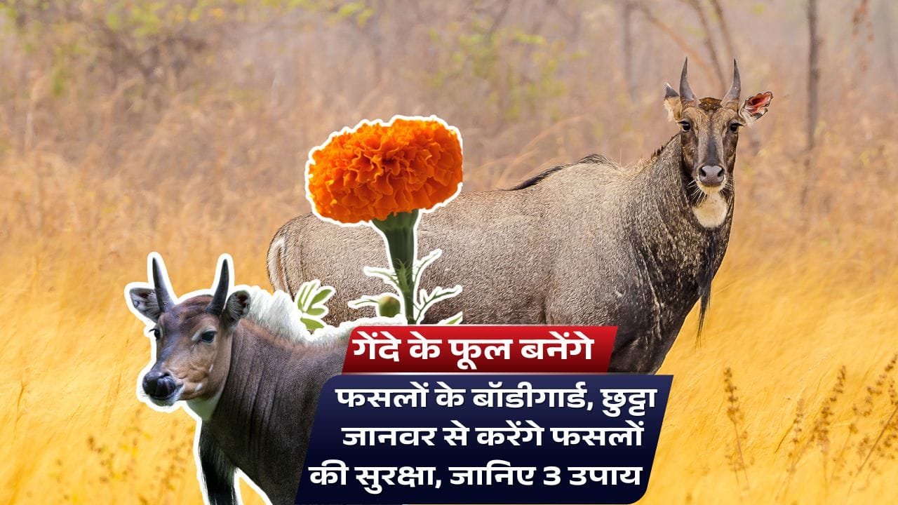 ये पेड़ जानवरों को खेत में घुसने नहीं देंगे