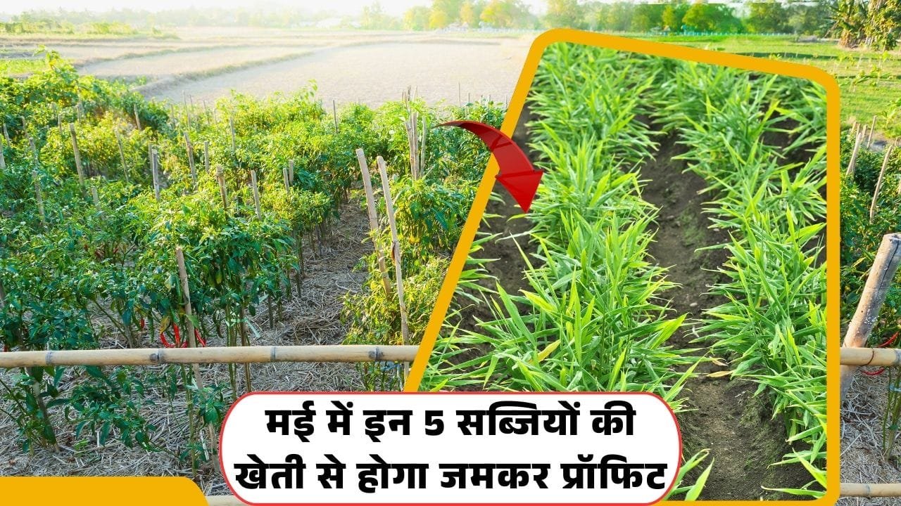 मई में किन सब्जियों की खेती करें,