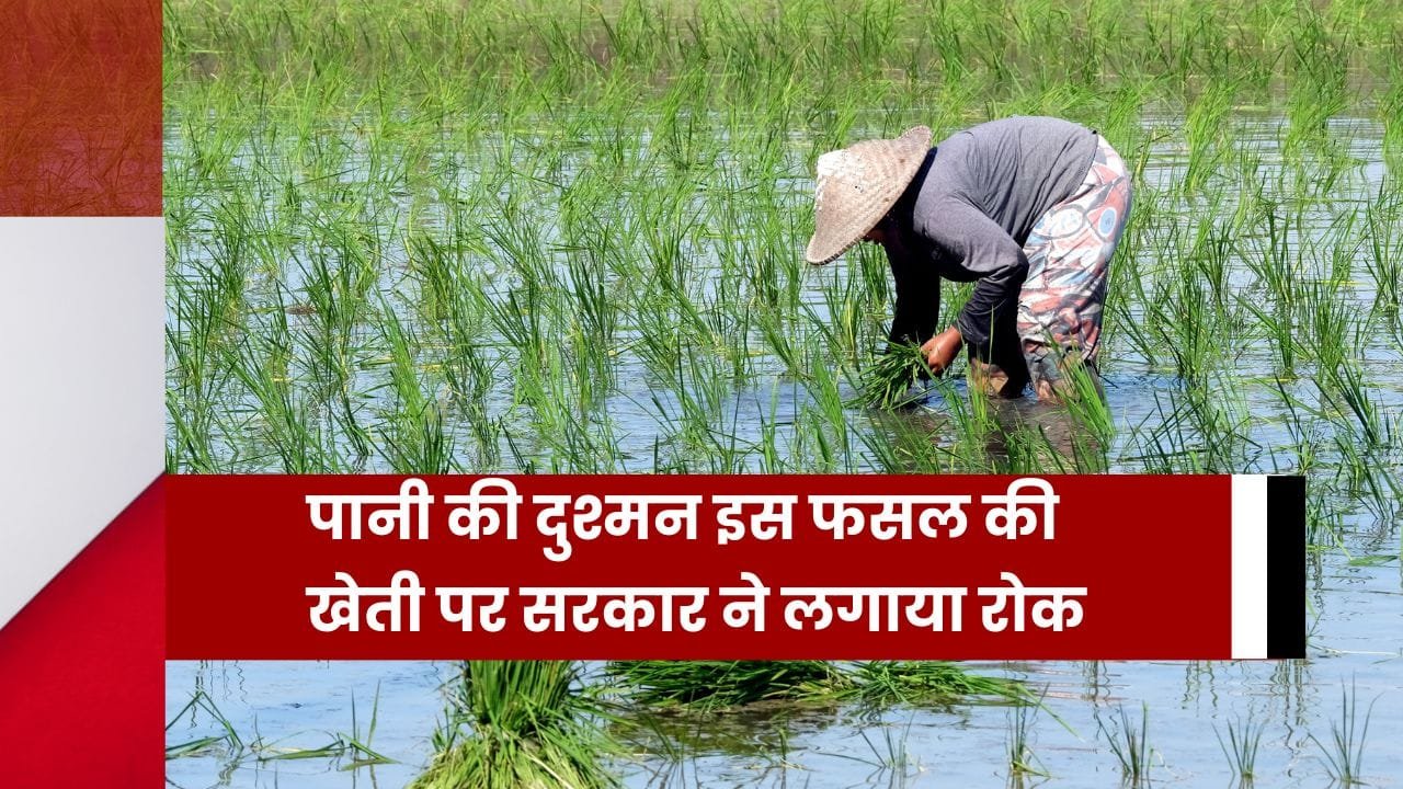 पानी की दुश्मन फसल