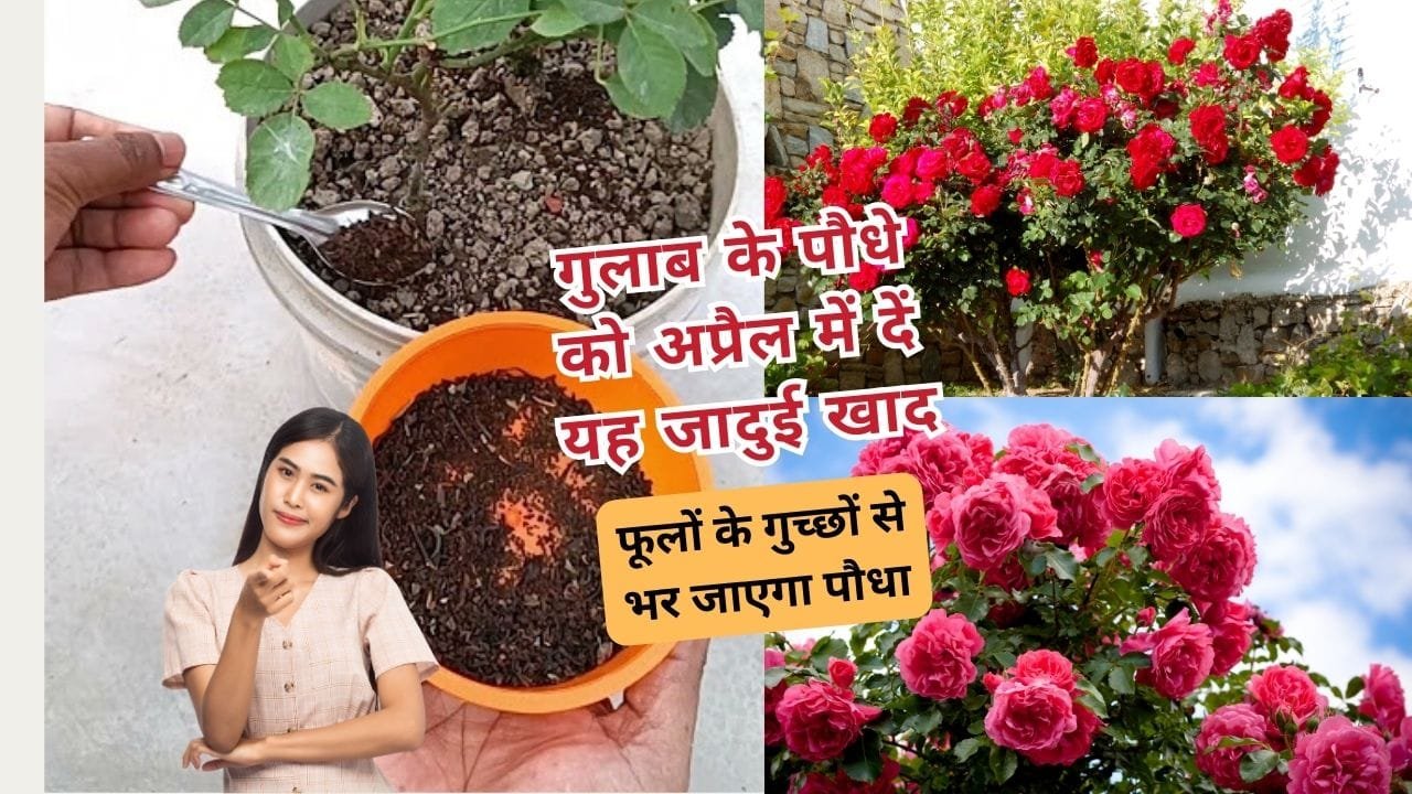 गुलाब के पौधे लिए खाद