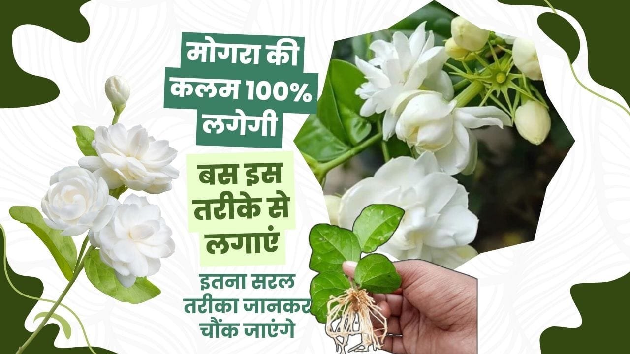 मोगरा लगाने के लिए मिट्टी