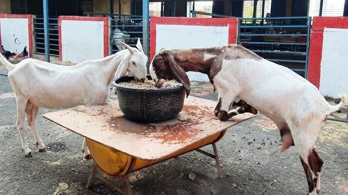 गर्मी में बकरियों की देखभाल