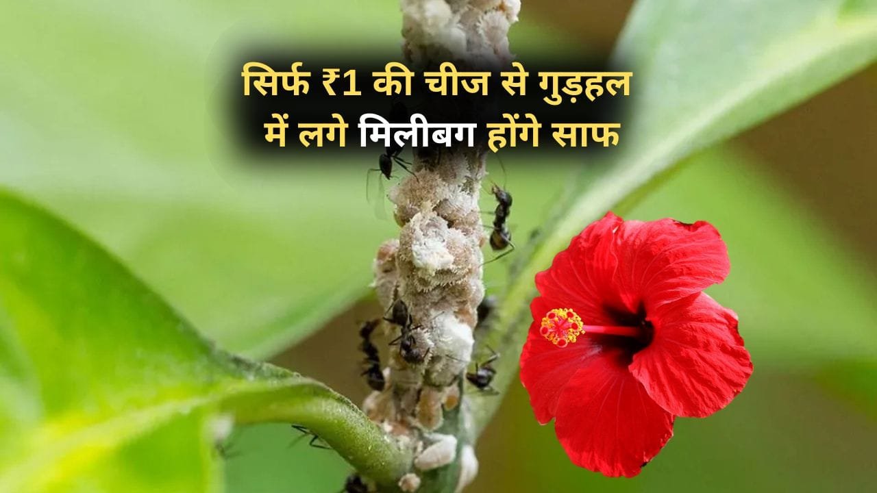 मिलीबग भगाने का जुगाड़