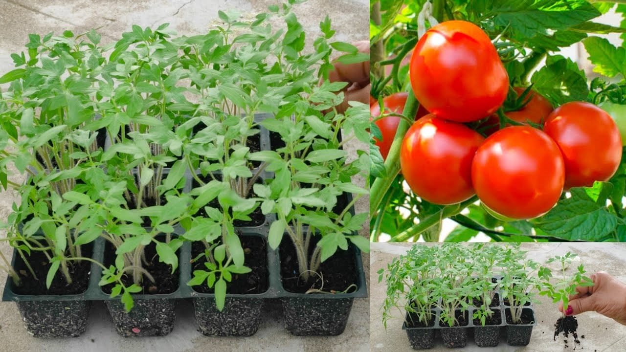 एकीकृत बागवानी विकास मिशन