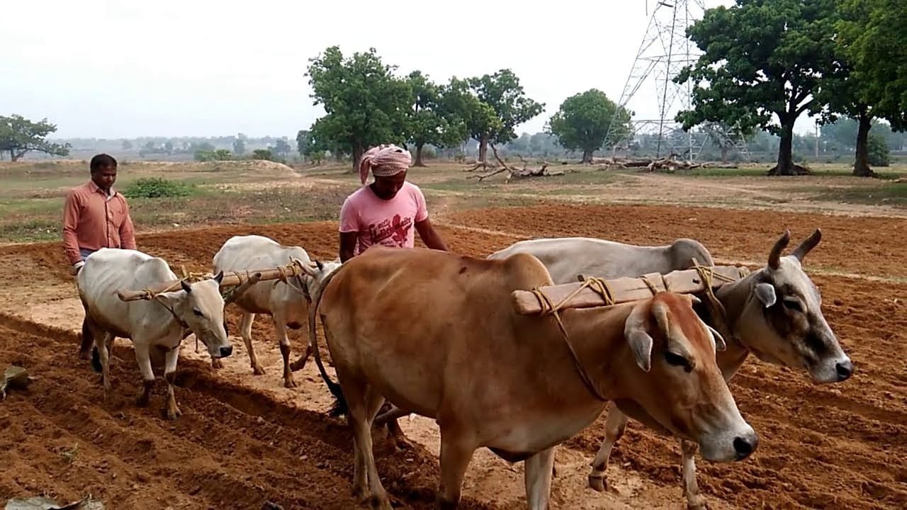 ग्रीष्मकालीन फसलों