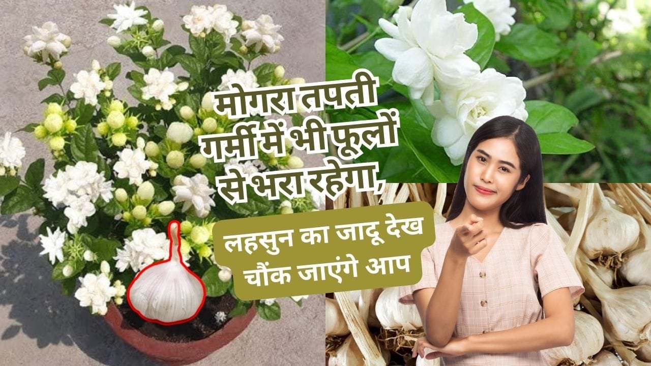 मोगरा के लिए जैविक खाद