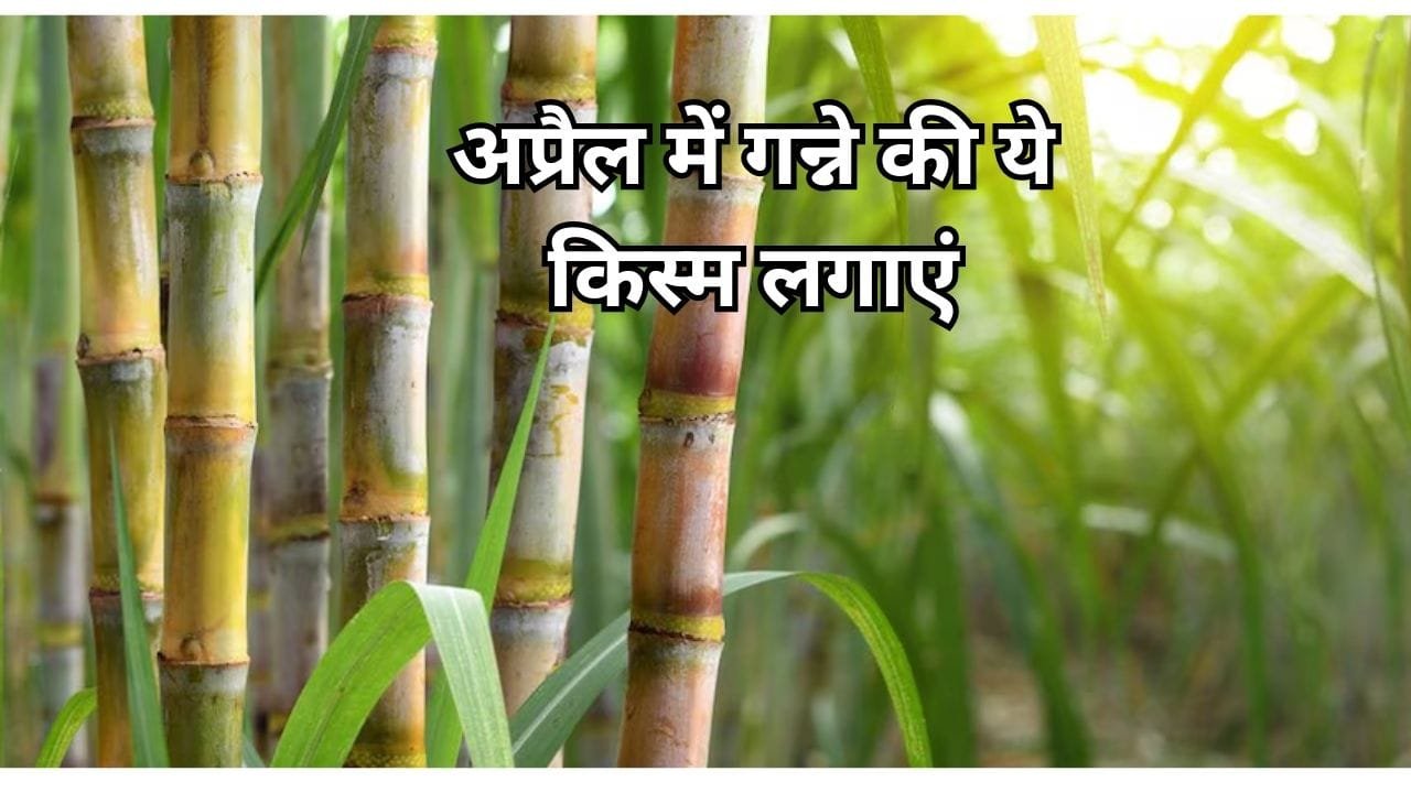 अप्रैल में गन्ने की ये किस्म लगाएं, एक एकड़ में खेती से बंपर पैदावार के साथ ताबड़तोड़ मुनाफा कमाएं, जाने बसंत ऋतु में बुवाई का तरीका