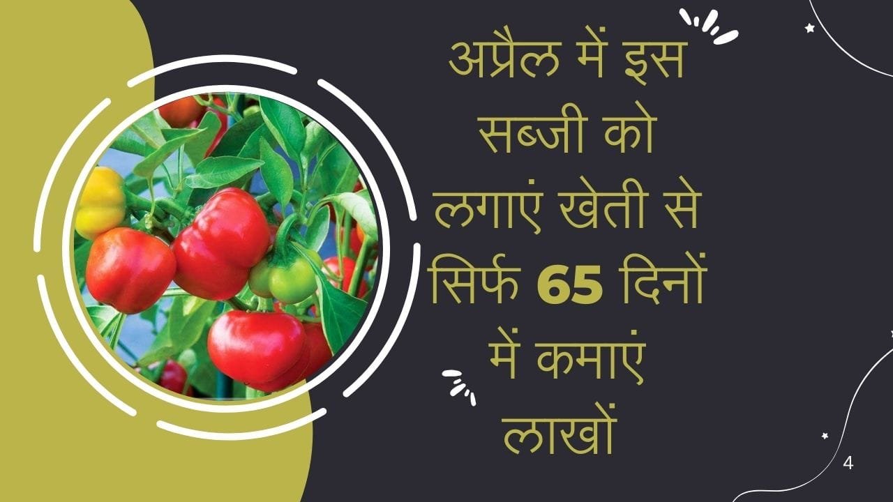 अप्रैल में इस सब्जी को जरूर लगाएं, खेती से सिर्फ 65 दिनों में कमाएं लाखों रूपए मार्केट में है बहुत डिमाडं, जाने नाम