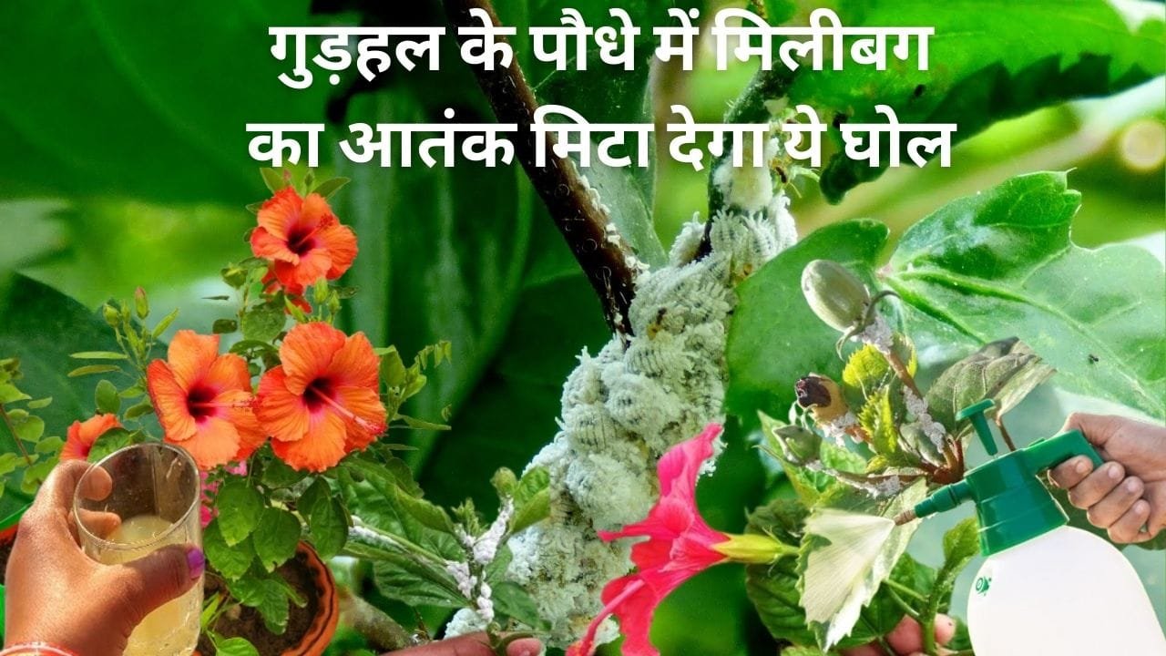 Gardening Tips: गुड़हल के पौधे में मिलीबग सफ़ेद कीड़ों का आतंक मिटा देगा ये घोल, एकबार करें इस्तेमाल और देखें जादुई कमाल, जाने नाम