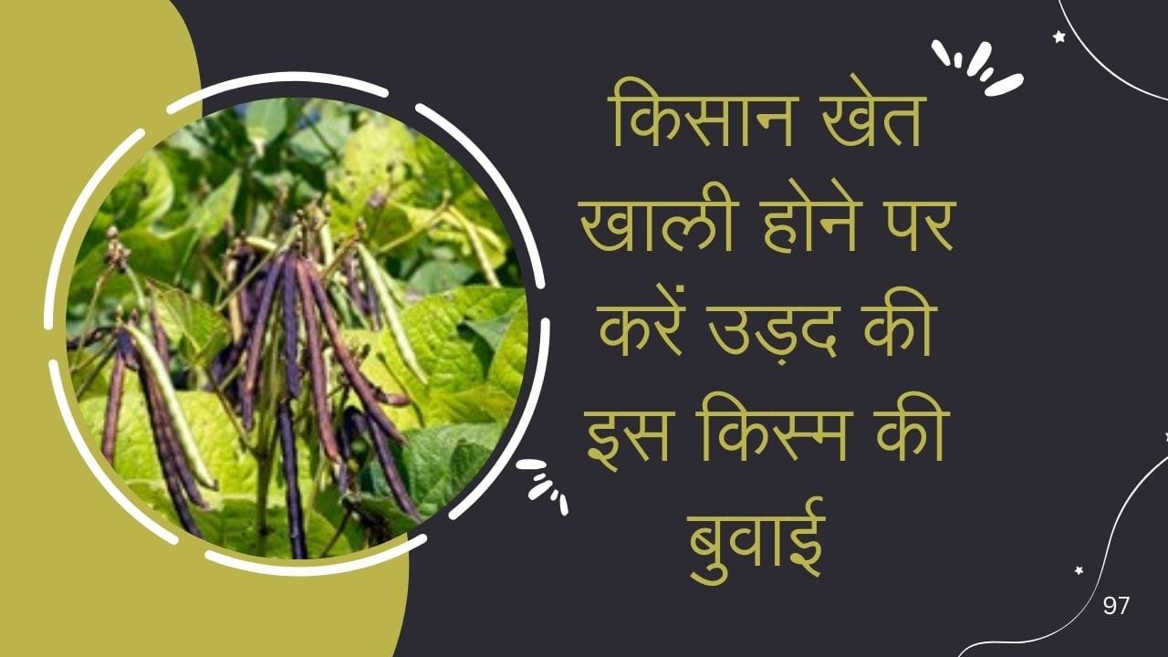 किसान खेत खाली होने पर करें उड़द की इस किस्म की बुवाई, सिर्फ 70 दिनों में होगी तैयार एक हेक्टेयर में देगी बंपर पैदावार, जाने नाम