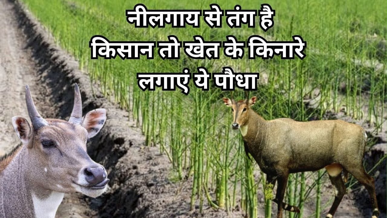 Agricultural Tips: नीलगाय से तंग है किसान तो खेत के किनारे लगाएं ये पौधा, खेत से कोसों दूर रहेंगे जानवर कमाई भी होगी "दिन दिन दूनी रात चौगुनी"