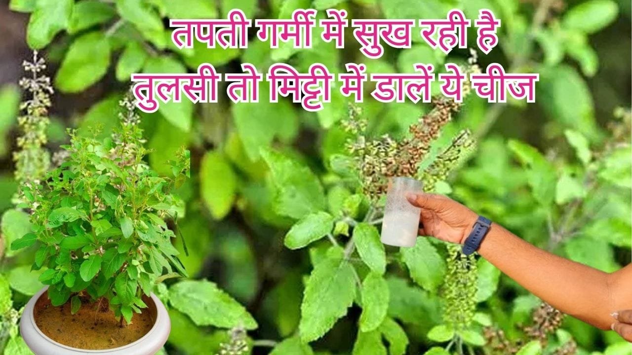Gardening Tips: तपती गर्मी में सुख रही है तुलसी तो मिट्टी में डालें ये चीज, पौधे में आएंगी नई पत्तियां, जाने नाम