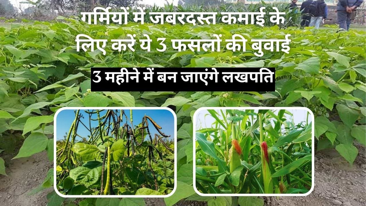 गर्मियों में जबरदस्त कमाई के लिए करें ये 3 फसलों की बुवाई, 3 महीने में बन जाएंगे लखपति मार्केट है खूब डिमांड, जाने नाम