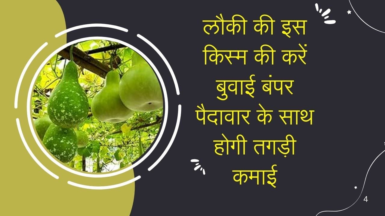 किसान लौकी की इस किस्म की करें बुवाई, एक एकड़ में होगी बंपर पैदावार के साथ तगड़ी कमाई मालामाल हो जाएंगे किसान, जाने नाम
