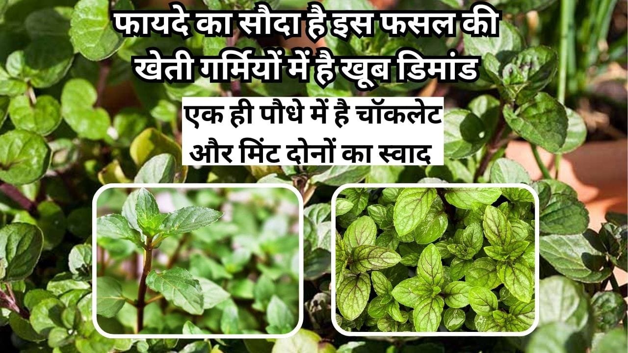 फायदे का सौदा है इस फसल की खेती, एक ही पौधे में मिलेंगे चॉकलेट और मिंट दोनों का स्वाद गर्मियों में रहती है खूब डिमांड , जाने नाम