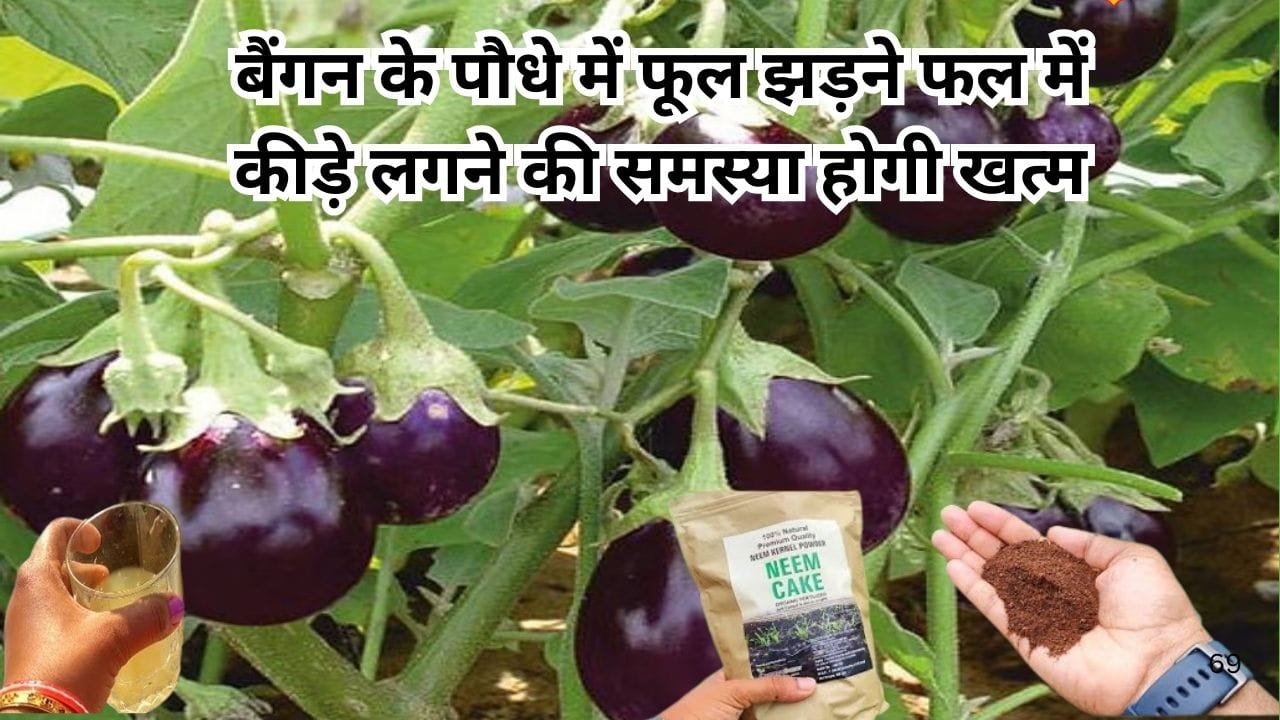 Gardening Tips: बैंगन के पौधे में एक मुट्ठी डालें ये चीज, फूल झड़ने और फल में कीड़े लगने की समस्या होगी खत्म पैदावार में होगी बेशुमार वृद्धि