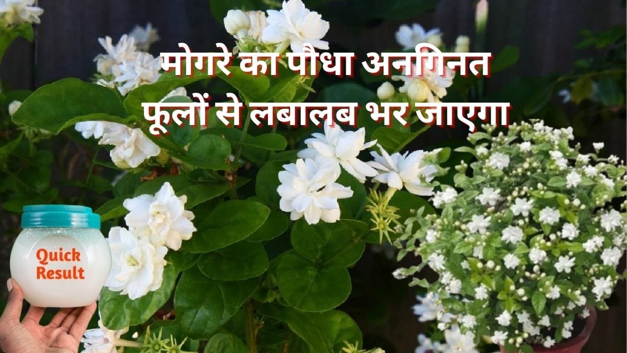 Gardening tips: गर्मियों में मोगरे का पौधा अनगिनत फूलों से लबालब भर जाएगा, बस पौधे में डालें माली का बताया हुआ ये घोल, जाने नाम